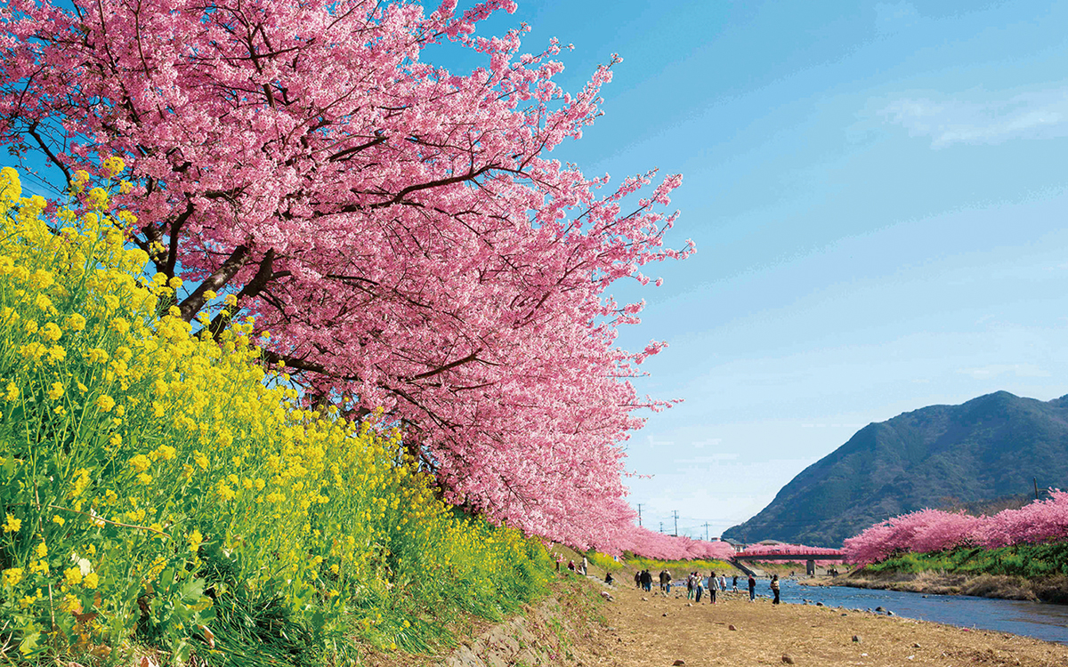河津桜 - ナシロー｜やまなしローカルつーしん｜山梨県の情報サイト