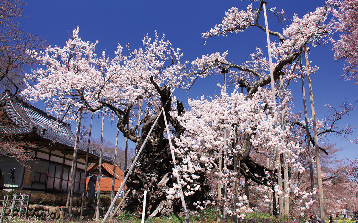 山高神代桜 - ナシロー｜やまなしローカルつーしん｜山梨県の情報サイト