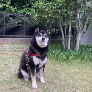 アバター画像