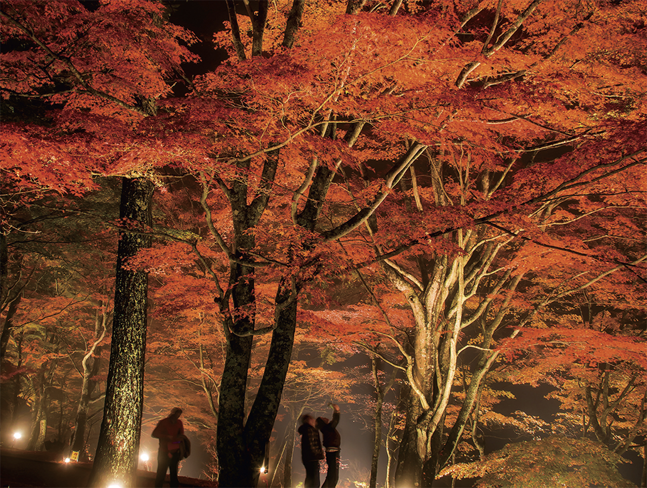 山中湖紅葉