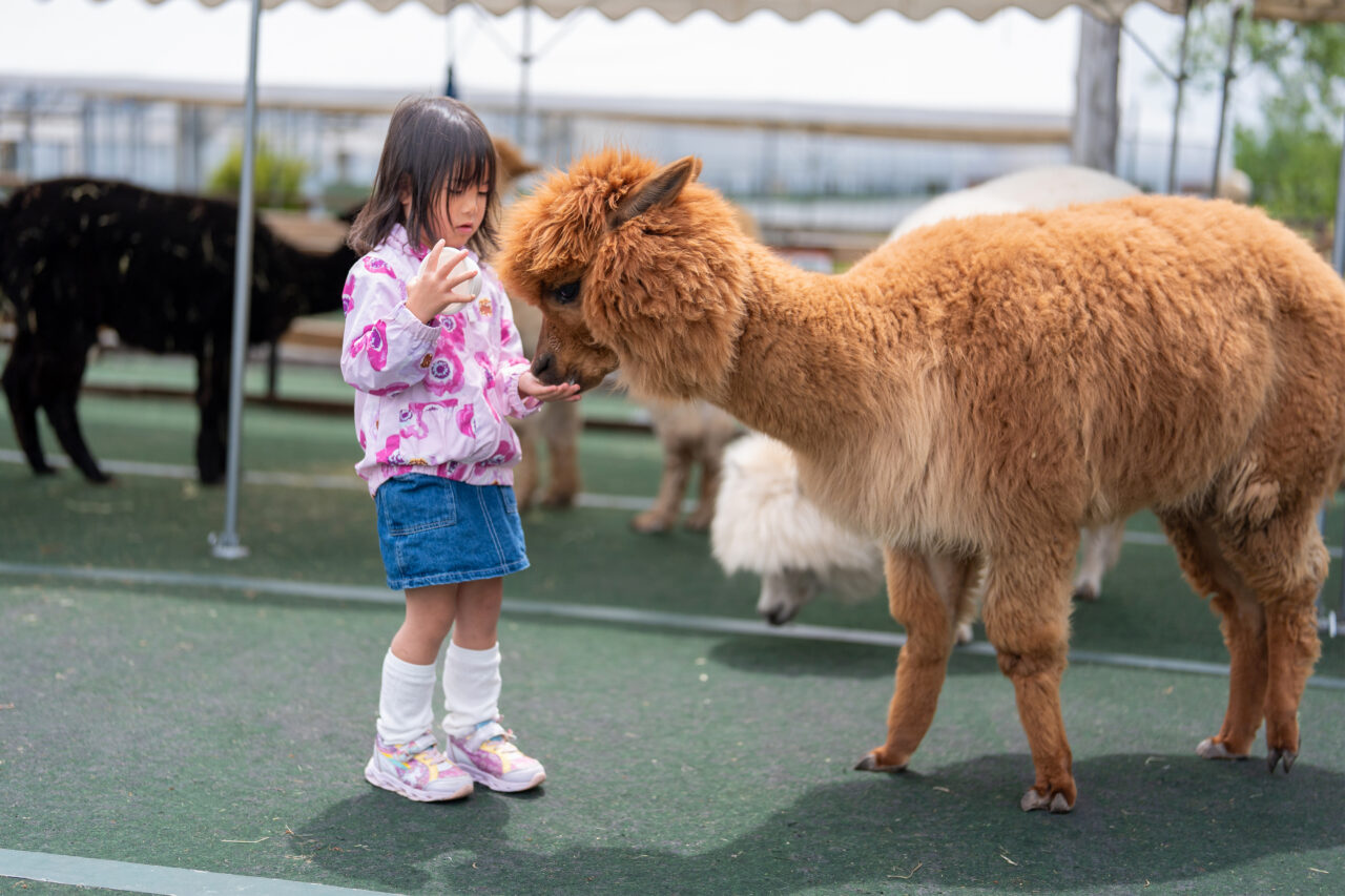 at.Mi　コレクターズベア（eins）深紫　アルパカ羊毛　33㎝ 八ヶ岳の麓、南北のアルプスが見える標高1,000mのわくわくが目白押し