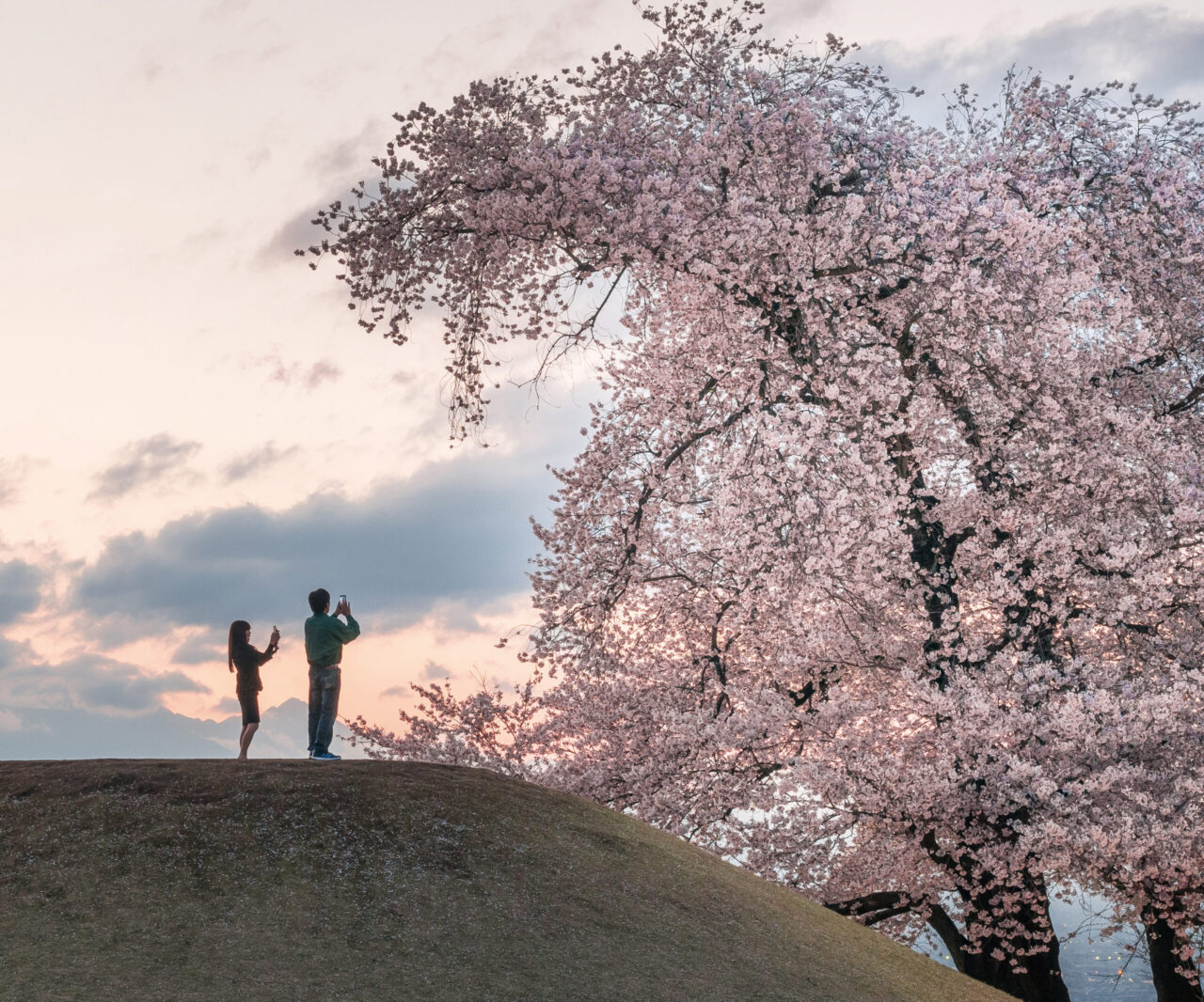 山梨県・2026花見特集】寄り添うように咲く夫婦桜「甲州蚕影桜（こう