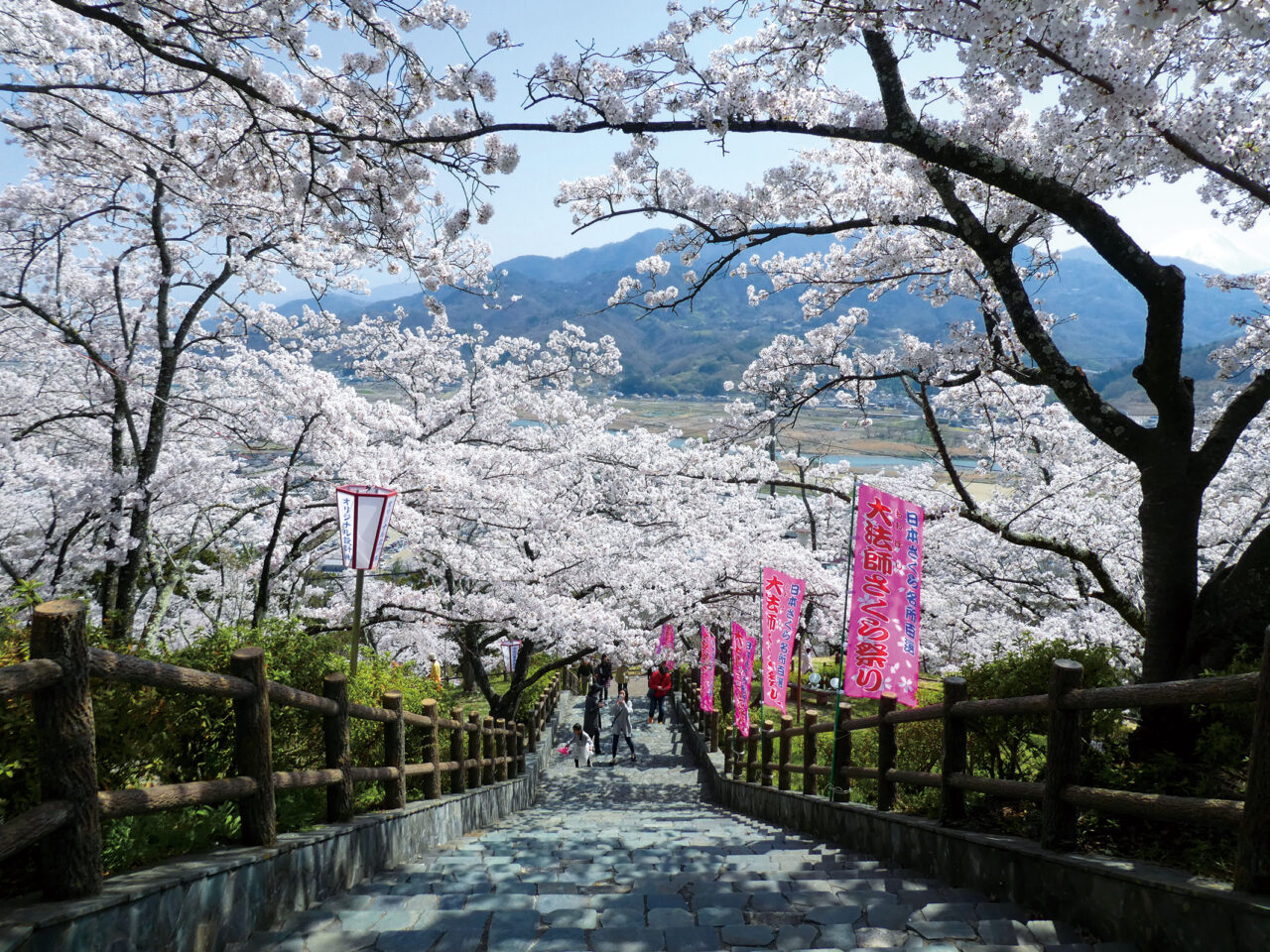 山梨県・2026花見特集】全山が桜色に染まる名所「大法師公園