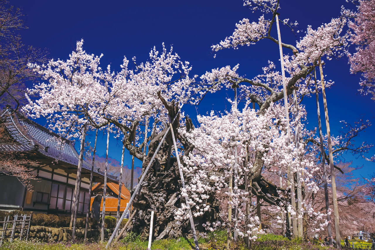 山梨県・2026花見特集】山梨県北杜市にある実相寺の境内で咲き誇る