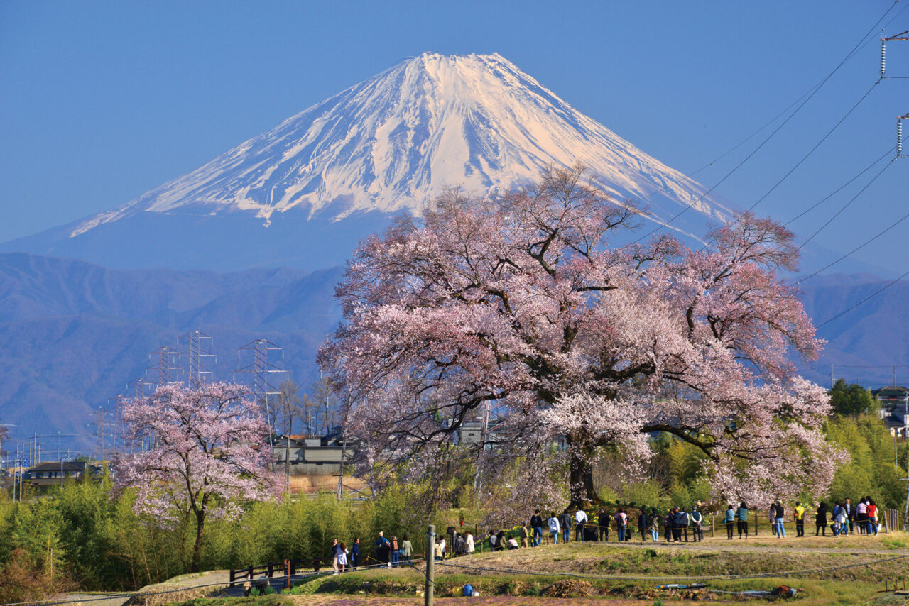 山梨県・2026花見特集】塚の上に咲く孤高の一本桜「わに塚のサクラ