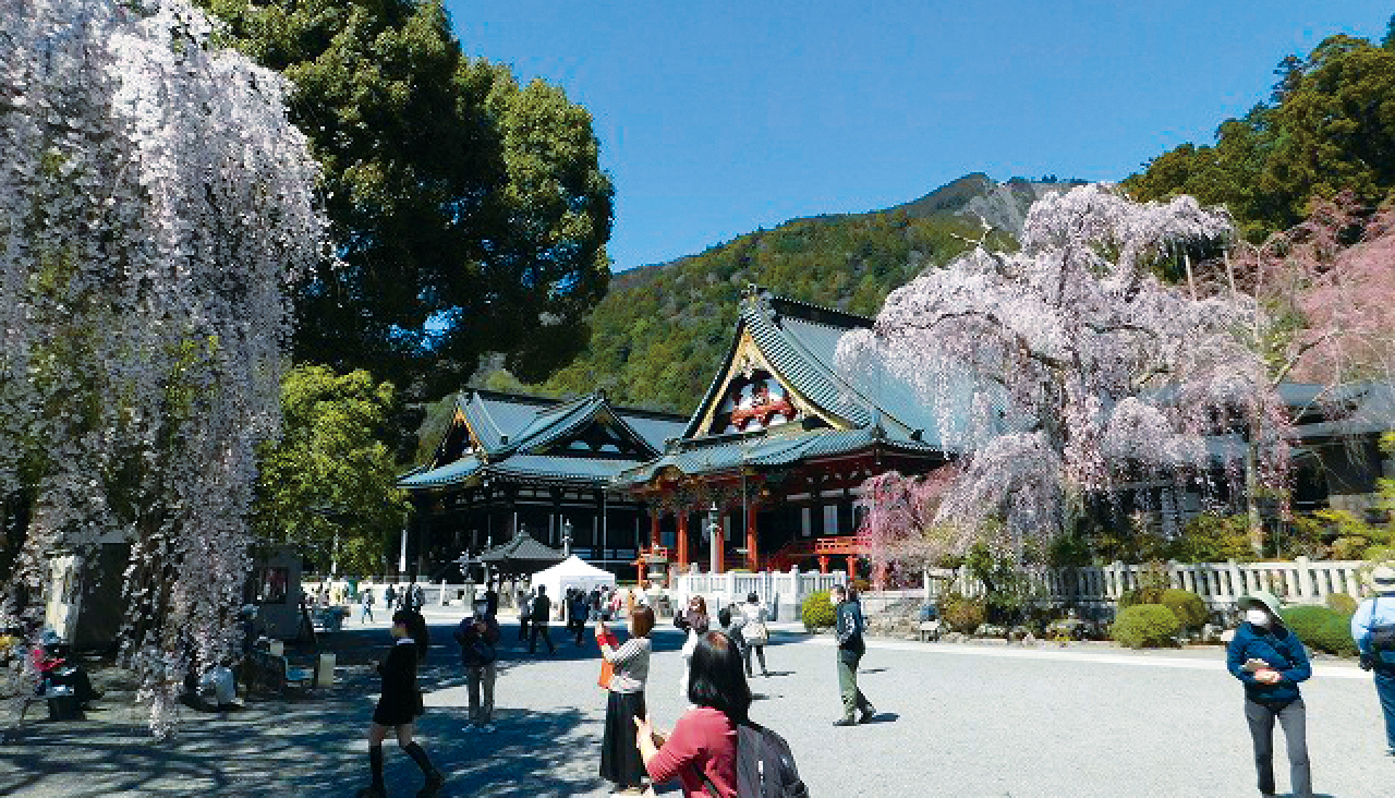山梨県・2026花見特集】優美に垂れ咲く名刹の桜「身延山久遠寺のしだれ