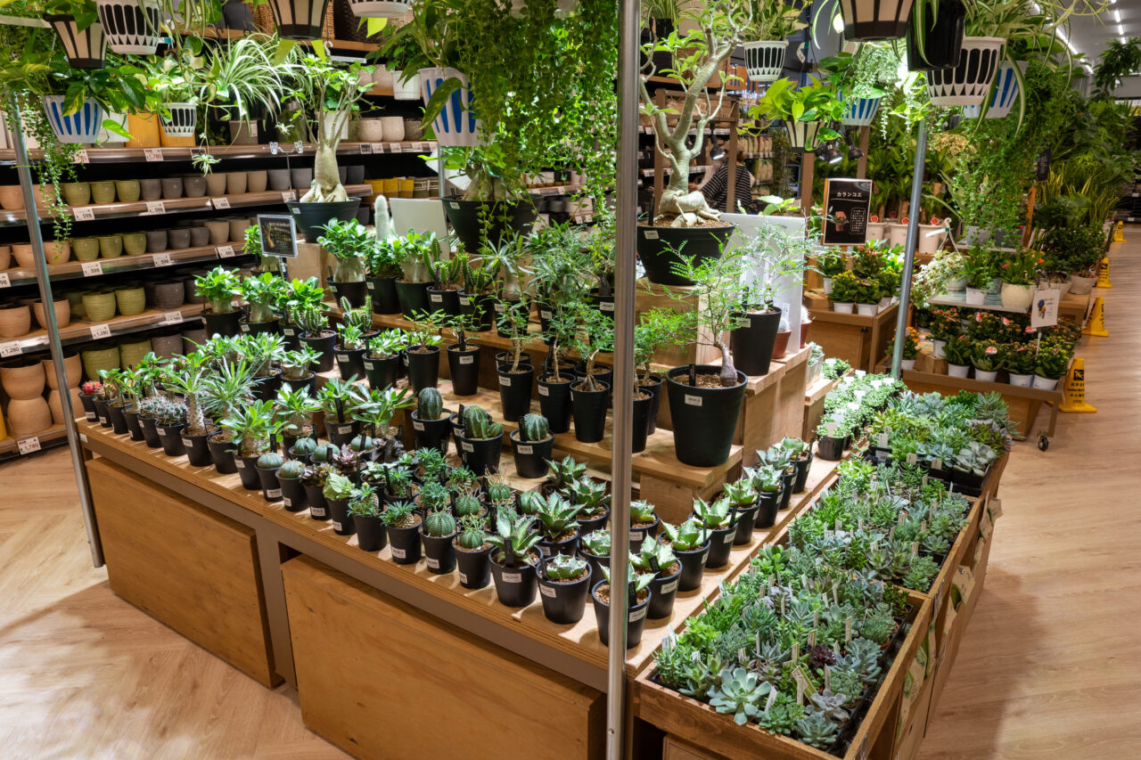 さまざまな多肉植物が並ぶカインズ笛吹店の園芸コーナー(2026年7月16日プレオープン撮影)